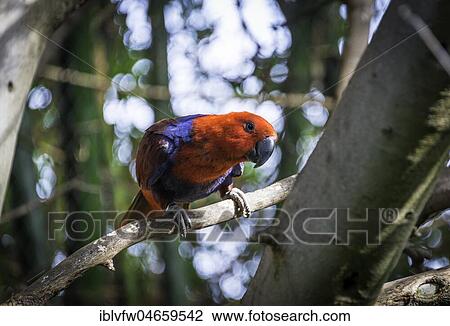 New Guinea red-sided eclectus parrot (Eclectus roratus polychloros), sits on branch, captive, Occurrence New Guinea View Large Photo Image Stock Image - New Guinea red-sided eclectus parrot (Eclectus roratus polychloros), sits on branch, captive, Occurrence New Guinea. Fotosearch
