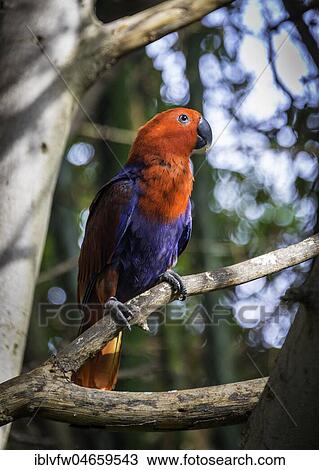New Guinea red-sided eclectus parrot (Eclectus roratus polychloros), sits on branch, captive, Occurrence New Guinea View Large Photo Image Stock Image - New Guinea red-sided eclectus parrot (Eclectus roratus polychloros), sits on branch, captive, Occurrence New Guinea. Fotosearch