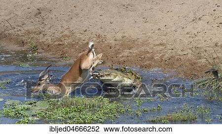 Stock Image - Nile crocodile (Crocodylus niloticus) attacking by surprise a male impala (Aepyceros melampus) drinking water, fatal attack, Kruger National Park, South Africa, Africa. Fotosearch