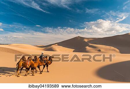 Stock Photo - Nomad with camels (Camelidae) riding through the sand dunes, Gobi desert, Mongolia, Asia. Fotosearch