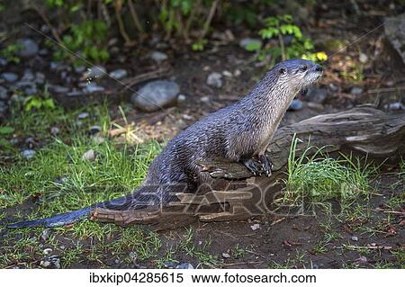 Nordamerikanischer Fischotter (Lontra canadensis), Oregon, USA, Nordamerika View Large Photo Image Stock Photography - Nordamerikanischer Fischotter (Lontra canadensis), Oregon, USA, Nordamerika. Fotosearch