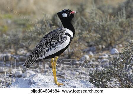 Picture - Northern black korhaan (Afrotis afraoides), adult male perched on a block of stone, Etosha National Park, Namibia, Africa. Fotosearch
