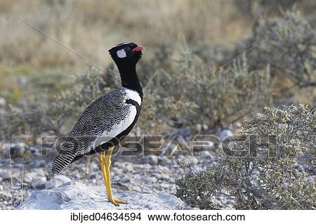 Northern black korhaan (Afrotis afraoides), adult male perched on a block of stone, Etosha National Park, Namibia, Africa View Large Photo Image Picture - Northern black korhaan (Afrotis afraoides), adult male perched on a block of stone, Etosha National Park, Namibia, Africa. Fotosearch