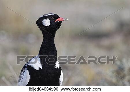 Stock Image - Northern black korhaan (Afrotis afraoides), adult male, Portrait, Etosha National Park, Namibia, Africa. Fotosearch