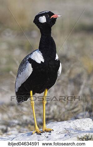 Northern black korhaan (Afrotis afraoides), adult male perched on a block of stone, Etosha National Park, Namibia, Africa View Large Photo Image Stock Image - Northern black korhaan (Afrotis afraoides), adult male perched on a block of stone, Etosha National Park, Namibia, Africa. Fotosearch