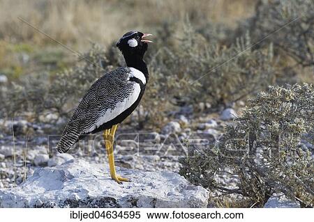 Stock Photography - Northern black korhaan (Afrotis afraoides) on a block of stone, adult male calling, Etosha National Park, Namibia, Africa. Fotosearch