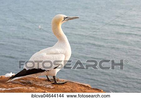 Picture - Northern gannet (Morus bassanus), adult animal, Lummenfelsen, Heligoland, Schleswig-Holstein, Germany, Europe. Fotosearch