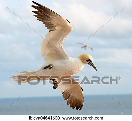 Northern gannet (Morus bassanus) in flight, North Sea, Heligoland, Schleswig-Holstein, Germany, Europe View Large Photo Image Stock Image - Northern gannet (Morus bassanus) in flight, North Sea, Heligoland, Schleswig-Holstein, Germany, Europe. Fotosearch