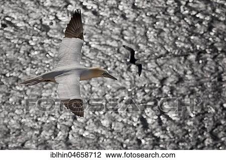 Northern gannet (Morus bassanus) in flight over glittering sea, Heligoland, Schleswig-Holstein, Germany, Europe View Large Photo Image Stock Image - Northern gannet (Morus bassanus) in flight over glittering sea, Heligoland, Schleswig-Holstein, Germany, Europe. Fotosearch