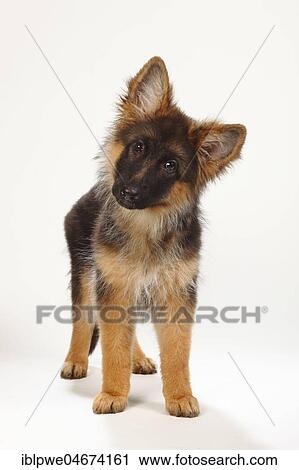 Old German Shepherd Dog, puppy, 4 months View Large Photo Image Stock Image - Old German Shepherd Dog, puppy, 4 months. Fotosearch