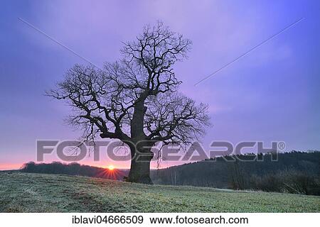 Stock Photo - Old solitary oak tree (Quercus) at sunrise, Harz foreland, Saxony-Anhalt, Germany, Europe. Fotosearch