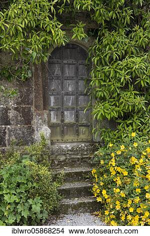 Old wooden door ingrown with plants, Lanhydrock House, National Trust, Bodmin, Cornwall, United Kingdom, Europe View Large Photo Image Picture - Old wooden door ingrown with plants, Lanhydrock House, National Trust, Bodmin, Cornwall, United Kingdom, Europe. Fotosearch