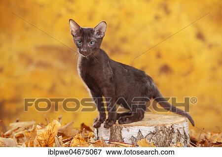 Stock Photo - Oriental Shorthair cat, young tomcat, Havana, Oriental Shorthair, chocolate, sits on tree trunk in autumn leaves, autumnal. Fotosearch