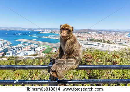 Overview Gibraltar Airport (GIB) with a macaque monkey, Gibraltar, Europe View Large Photo Image Picture - Overview Gibraltar Airport (GIB) with a macaque monkey, Gibraltar, Europe. Fotosearch