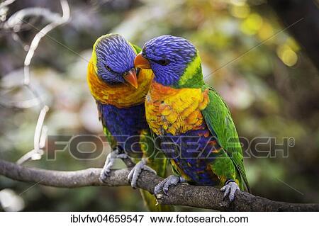 Pair, two, Swainson's Lorikeet (Trichoglossus haematodus moluccanus) sit on branch and beak, also allfarblori, wedge-tailed lory, blue-cheeked lory, broad-banded lori, rainbow lori, captive, occurrence Australia View Large Photo Image Stock Photo - Pair, two, Swainson's Lorikeet (Trichoglossus haematodus moluccanus) sit on branch and beak, also allfarblori, wedge-tailed lory, blue-cheeked lory, broad-banded lori, rainbow lori, captive, occurrence Australia. Fotosearch