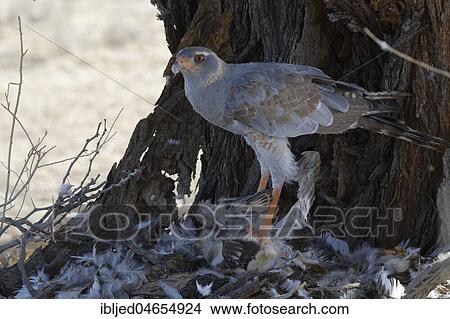 Pale chanting goshawk (Melierax canorus), adult on the ground, feeding on carcass of an immature Martial eagle (Polemaetus bellicosus), Kgalagadi Transfrontier Park, Northern Cape, South Africa, Africa View Large Photo Image Picture - Pale chanting goshawk (Melierax canorus), adult on the ground, feeding on carcass of an immature Martial eagle (Polemaetus bellicosus), Kgalagadi Transfrontier Park, Northern Cape, South Africa, Africa. Fotosearch