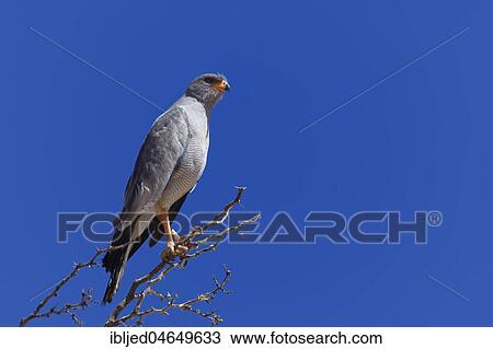 Pale chanting goshawk (Melierax canorus), adult, sitting on the top of a tree, looking for prey, Kgalagadi Transfrontier Park, Northern Cape, South Africa, Africa View Large Photo Image Stock Image - Pale chanting goshawk (Melierax canorus), adult, sitting on the top of a tree, looking for prey, Kgalagadi Transfrontier Park, Northern Cape, South Africa, Africa. Fotosearch