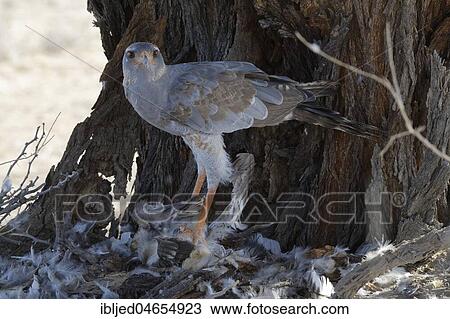Pale chanting goshawk (Melierax canorus), adult on the ground, feeding on carcass of an immature Martial eagle (Polemaetus bellicosus), Kgalagadi Transfrontier Park, Northern Cape, South Africa, Africa View Large Photo Image Stock Image - Pale chanting goshawk (Melierax canorus), adult on the ground, feeding on carcass of an immature Martial eagle (Polemaetus bellicosus), Kgalagadi Transfrontier Park, Northern Cape, South Africa, Africa. Fotosearch