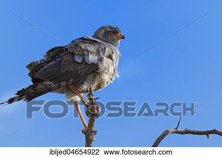 Pale chanting goshawk (Mielerax canorus), sitting on the top of a tree, looking for prey, Kgalagadi Transfrontier Park, Northern Cape, South Africa, Africa View Large Photo Image Stock Image - Pale chanting goshawk (Mielerax canorus), sitting on the top of a tree, looking for prey, Kgalagadi Transfrontier Park, Northern Cape, South Africa, Africa. Fotosearch