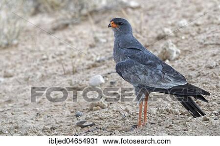 Pale chanting goshawk (Mielerax canorus), adult on arid ground, looking for prey, Kgalagadi Transfrontier Park, Northern Cape, South Africa, Africa View Large Photo Image Stock Image - Pale chanting goshawk (Mielerax canorus), adult on arid ground, looking for prey, Kgalagadi Transfrontier Park, Northern Cape, South Africa, Africa. Fotosearch