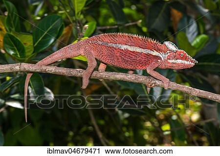 Panther chameleon (Furcifer pardalis), male on a branch, Ankaramibe, Boeny, Madagascar, Africa View Large Photo Image Stock Image - Panther chameleon (Furcifer pardalis), male on a branch, Ankaramibe, Boeny, Madagascar, Africa. Fotosearch