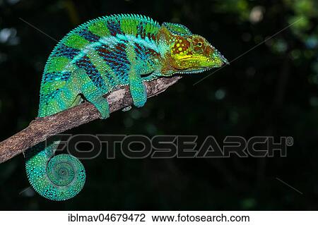 Panther chameleon (Furcifer pardalis), male on a branch, Ambanja, Northwest Madagascar, Madagascar, Africa View Large Photo Image Stock Image - Panther chameleon (Furcifer pardalis), male on a branch, Ambanja, Northwest Madagascar, Madagascar, Africa. Fotosearch