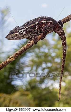 Panther chameleon (Furcifer pardalis) on branch, Ankanin Ny Nofy, Madagascar, Africa View Large Photo Image Stock Photo - Panther chameleon (Furcifer pardalis) on branch, Ankanin Ny Nofy, Madagascar, Africa. Fotosearch