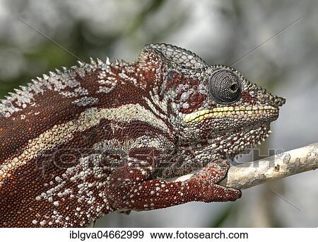 Panther chameleon (Furcifer pardalis), animal portrait, Ankanin Ny Nofy, Madagascar, Africa View Large Photo Image Stock Photo - Panther chameleon (Furcifer pardalis), animal portrait, Ankanin Ny Nofy, Madagascar, Africa. Fotosearch