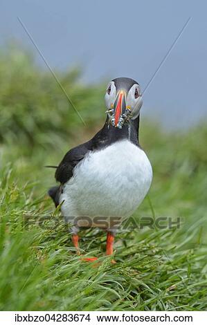 Picture - Papageitaucher (Fratercula arctica) mit Fisch im Schnabel, Borgarfjordur, Island, Europa. Fotosearch