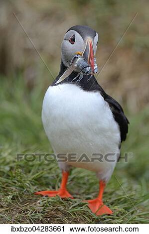 Papageitaucher (Fratercula arctica) mit Fisch im Schnabel, Borgarfjordur, Island, Europa View Large Photo Image Stock Image - Papageitaucher (Fratercula arctica) mit Fisch im Schnabel, Borgarfjordur, Island, Europa. Fotosearch