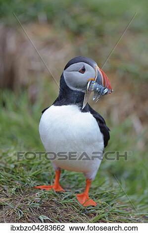 Papageitaucher (Fratercula arctica) mit Fisch im Schnabel, Borgarfjordur, Island, Europa View Large Photo Image Stock Image - Papageitaucher (Fratercula arctica) mit Fisch im Schnabel, Borgarfjordur, Island, Europa. Fotosearch