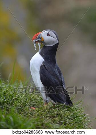 Papageitaucher (Fratercula arctica) mit Fisch im Schnabel, Borgarfjordur, Island, Europa View Large Photo Image Stock Image - Papageitaucher (Fratercula arctica) mit Fisch im Schnabel, Borgarfjordur, Island, Europa. Fotosearch