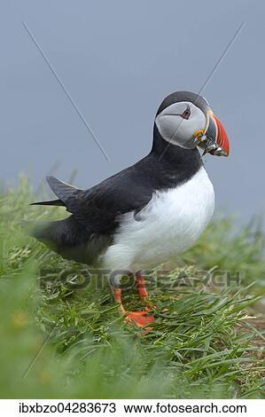 Stock Image - Papageitaucher (Fratercula arctica) mit Fisch im Schnabel, Borgarfjordur, Island, Europa. Fotosearch