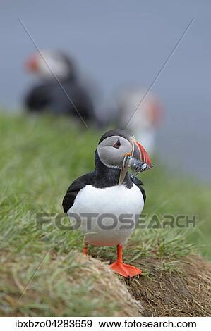 Stock Photo - Papageitaucher (Fratercula arctica) mit Fisch im Schnabel, Borgarfjordur, Island, Europa. Fotosearch
