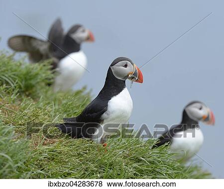 Stock Photo - Papageitaucher (Fratercula arctica) mit Fisch im Schnabel, Borgarfjordur, Island, Europa. Fotosearch