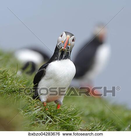 Stock Photograph - Papageitaucher (Fratercula arctica) mit Fisch im Schnabel, Borgarfjordur, Island, Europa. Fotosearch