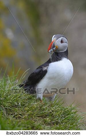 Papageitaucher (Fratercula arctica) mit Fisch im Schnabel, Borgarfjordur, Island, Europa View Large Photo Image Stock Photography - Papageitaucher (Fratercula arctica) mit Fisch im Schnabel, Borgarfjordur, Island, Europa. Fotosearch