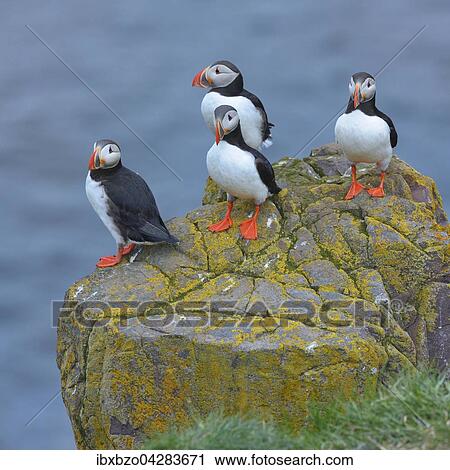 Papageitaucher (Fratercula arctica), stehen auf einem Felsen, Borgarfjordur, Island, Europa View Large Photo Image Stock Image - Papageitaucher (Fratercula arctica), stehen auf einem Felsen, Borgarfjordur, Island, Europa. Fotosearch