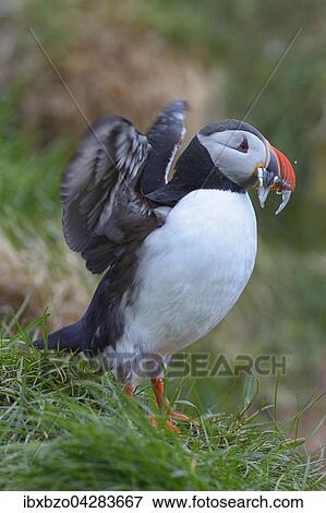 Stock Photo - Papageitaucher (Fratercula arctica), Flugel schlagend, mit Fisch im Schnabel, Borgarfjordur, Island, Europa. Fotosearch