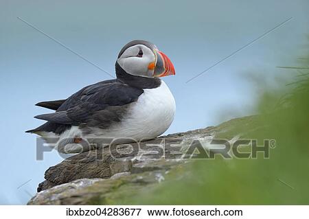 Papageitaucher (Fratercula arctica), sitzt auf einem Stein, Borgarfjordur, Island, Europa View Large Photo Image Stock Photo - Papageitaucher (Fratercula arctica), sitzt auf einem Stein, Borgarfjordur, Island, Europa. Fotosearch