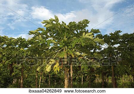 Stock Photo - Papayas wachsen auf Papayabaum (Carica papaya) in Plantage, Malediven, Asien. Fotosearch