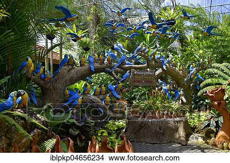 Parrot figures, Nong Nooch Tropical Botanical Garden, Pattaya, Thailand, Asia View Large Photo Image Picture - Parrot figures, Nong Nooch Tropical Botanical Garden, Pattaya, Thailand, Asia. Fotosearch