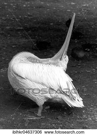 Stock Photograph - Pelican stretches and looks up, ca. 1970s, exact place unknown, Austria, Europe. Fotosearch