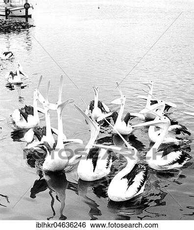 Stock Photograph - Pelicans with open mouth, ca. 1960s, exact place unknown, England. Fotosearch
