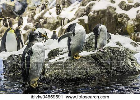 Penguins (Sphenisciformes), captive, Penguinarium Planet Penguin, Loro Parque, Tenerife Zoo, Puerto de la Cruz, Tenerife, Canary Islands, Spain, Europe View Large Photo Image Stock Image - Penguins (Sphenisciformes), captive, Penguinarium Planet Penguin, Loro Parque, Tenerife Zoo, Puerto de la Cruz, Tenerife, Canary Islands, Spain, Europe. Fotosearch