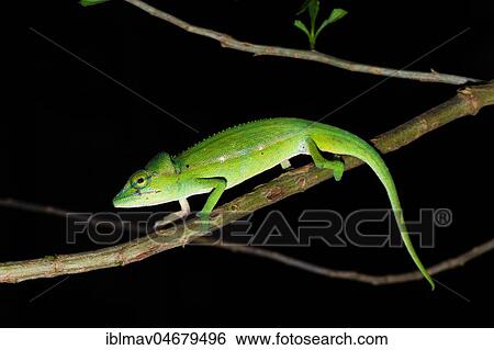 Stock Photograph - Perinet chameleon (Calumma gastrotaenia), male on a branch, Annjozorobe Reserve, Madagascar, Africa. Fotosearch