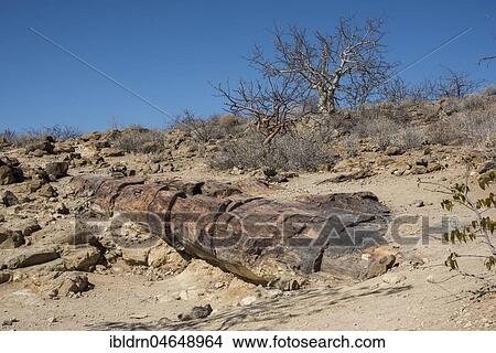 Picture - Petrified tree trunk, Petrified Forest National Monument, Kunene Region, Namibia, Africa. Fotosearch