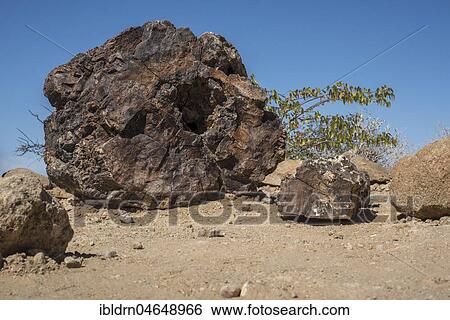 Stock Photograph - Petrified tree trunk, Petrified Forest National Monument, Kunene Region, Namibia, Africa. Fotosearch