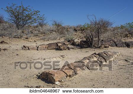 Stock Photo - Petrified Tree Trunks, Petrified Forest National Monument, Kunene Region, Namibia, Africa. Fotosearch
