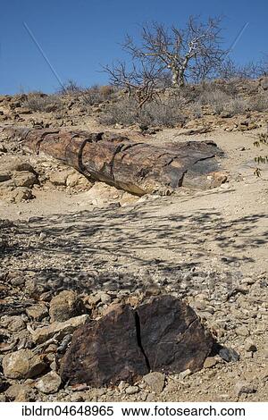 Stock Photography - Petrified Tree Trunks, Petrified Forest National Monument, Kunene Region, Namibia, Africa. Fotosearch